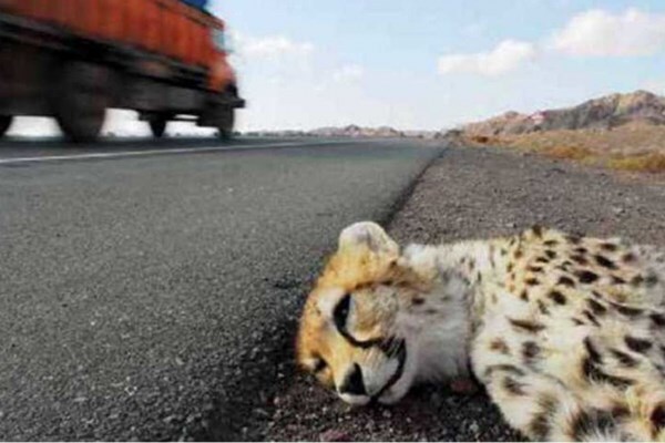 مرگ تلخ توله یوز آسیایی در جاده میامی + عکس