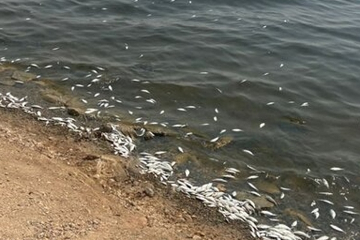 مرگ دسته جمعی ماهیان یک دریاچه در خوزستان + فیلم