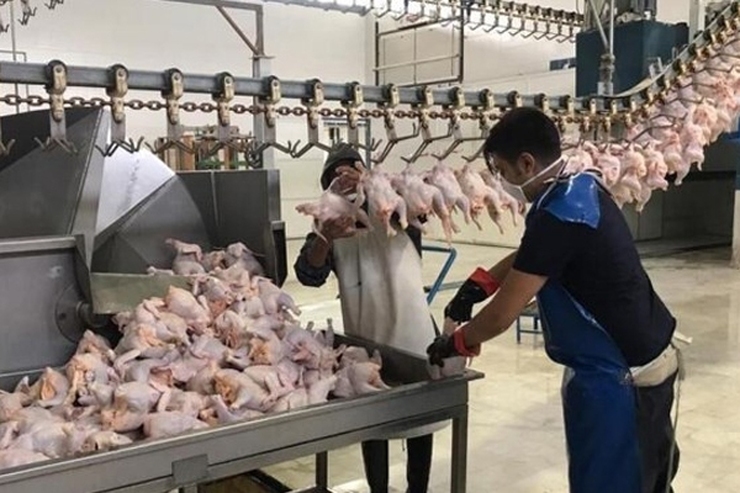 کاهش سرانه مصرف مرغ در کشور | ریزش ۳۰ میلیون قطعه‌ای جوجه‌ریزی در تیرماه