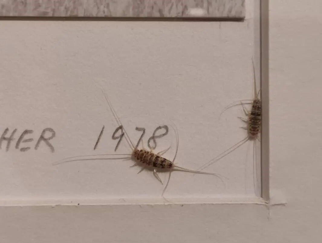 ماجرای وجود حشرات موذی در آثار موزه هنرهای معاصر چیست؟ + فیلم