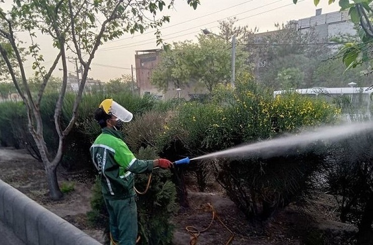 شهروند خبرنگار| درخواست کنترل آفات گیاهی در مشهد + پاسخ