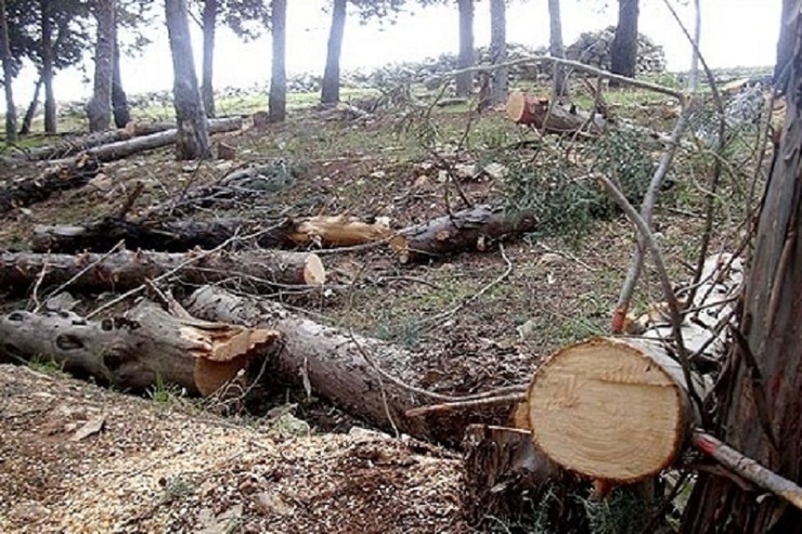 ویدئو| قطع درختان پارک کوی خروسی در اهواز