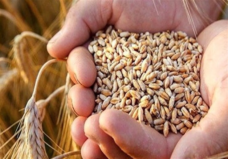 مطالبات گندم‌کاران تا یک ماه آینده پرداخت می‌شود| خرید تضمینی گندم از ۷ میلیون تن گذشت