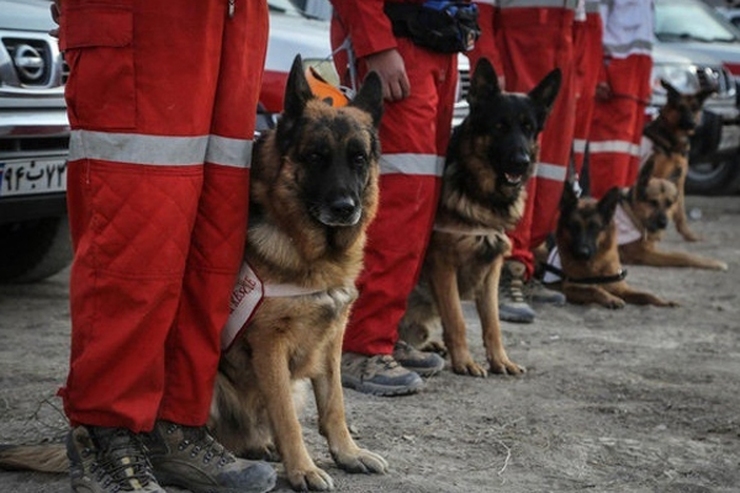 ویدئو | تلاش سگ های تجسس هلال احمر در مناطق سیل زده