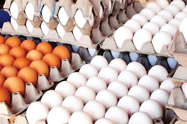 قیمت تخم مرغ بازنگری شود | با افزایش تقاضا، قیمت تخم مرغ به قیمت مصوب نزدیک شد