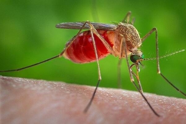 نگرانی از بازگشت مالاریا به کشور