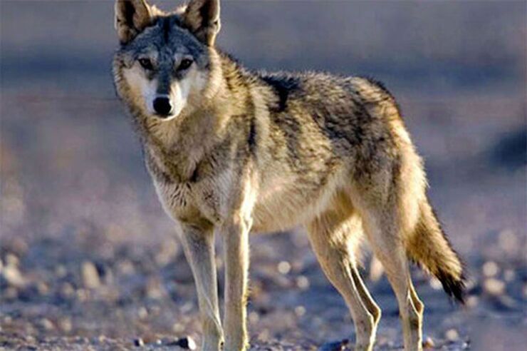 حمله گرگ‌ها به اهالی یک روستا در خوشاب| ۶ نفر زخمی شدند