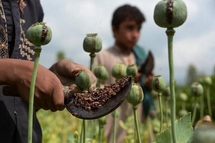 شورای آتلانتیک از رونق تجارت مواد مخدر در افغانستان زیر حاکمیت طالبان خبرداد