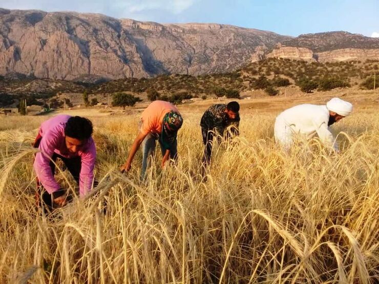 وزیر جهاد کشاورزی: مطالبات گندم‌کاران در هفته دولت پرداخت می‌شود