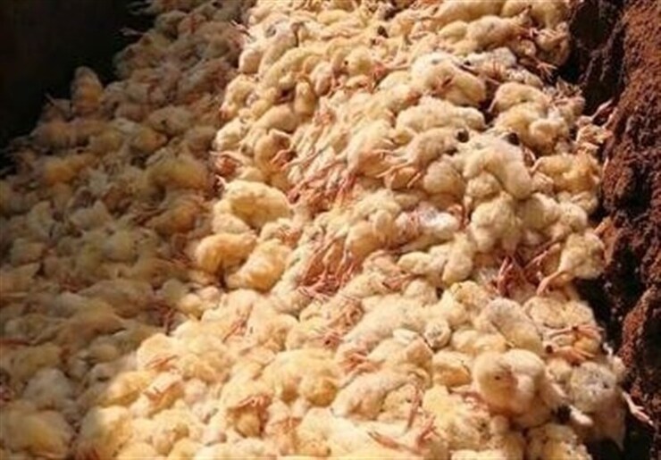 «کاهش جوجه‌ریزی» دلیل گرانی در بازار مرغ| قیمت‌های دستوری باید حذف شود