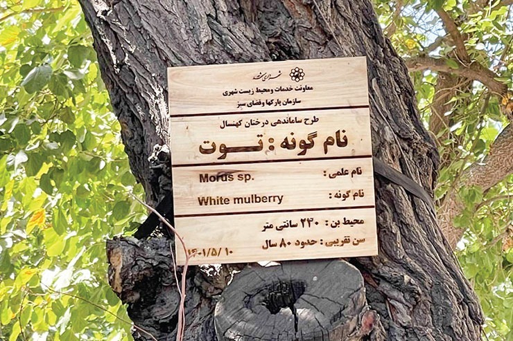 شناسنامه جدید برای درختان قدیمی مشهد