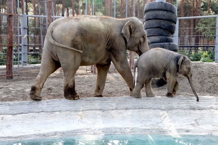 مایسا بچه فیلی که با پدرش آشنا می‌شود