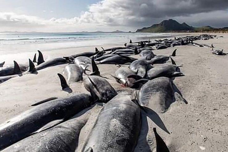 ۵۰۰ قطعه نهنگ پایلوت در جزایر دوردست نیوزیلند تلف شدند