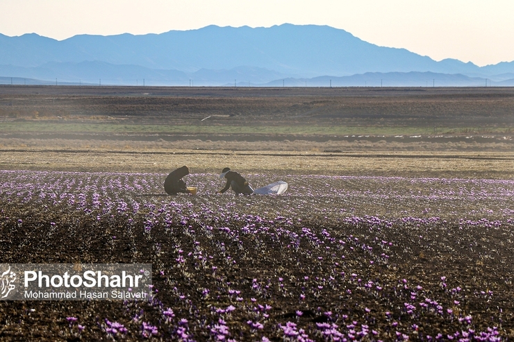 تولید زعفران در خراسان رضوی امسال کاهش خواهد داشت