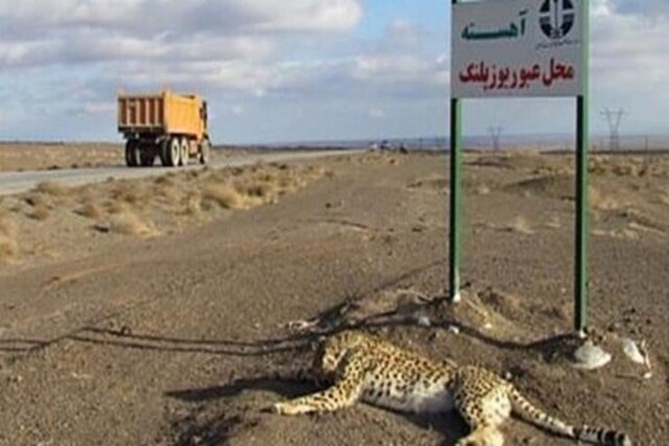 جاده‌های مرگبار ایران برای یوزپلنگ آسیایی | «عباس آباد» جاده مرگ یوزپلنگ آسیایی