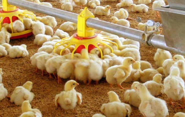 معاون جهاد کشاورزی خراسان رضوی: افزایش ۲۳ درصدی جوجه‌ریزی، نوید رشد تولید مرغ گرم را دارد