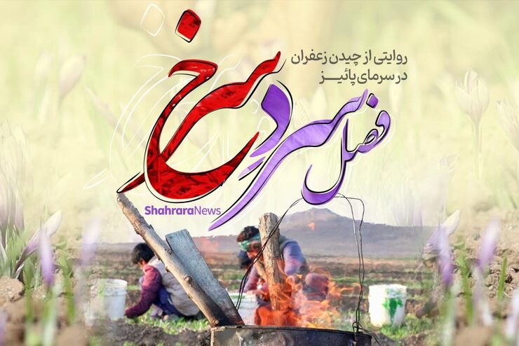 ویدئو | فصل سردِ سرخ، روایتی از برداشت زعفران توسط کشاورزان خراسانی