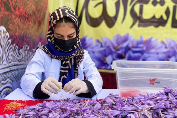 هفتمین جشنواره گل زعفران در هرات برگزار شد