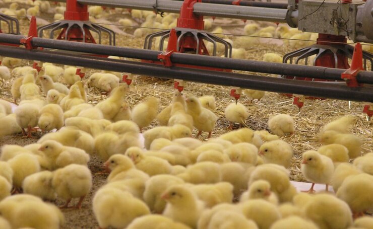 افزایش جوجه ریزی وپیش بینی کاهش قیمت مرغ در خراسان رضوی