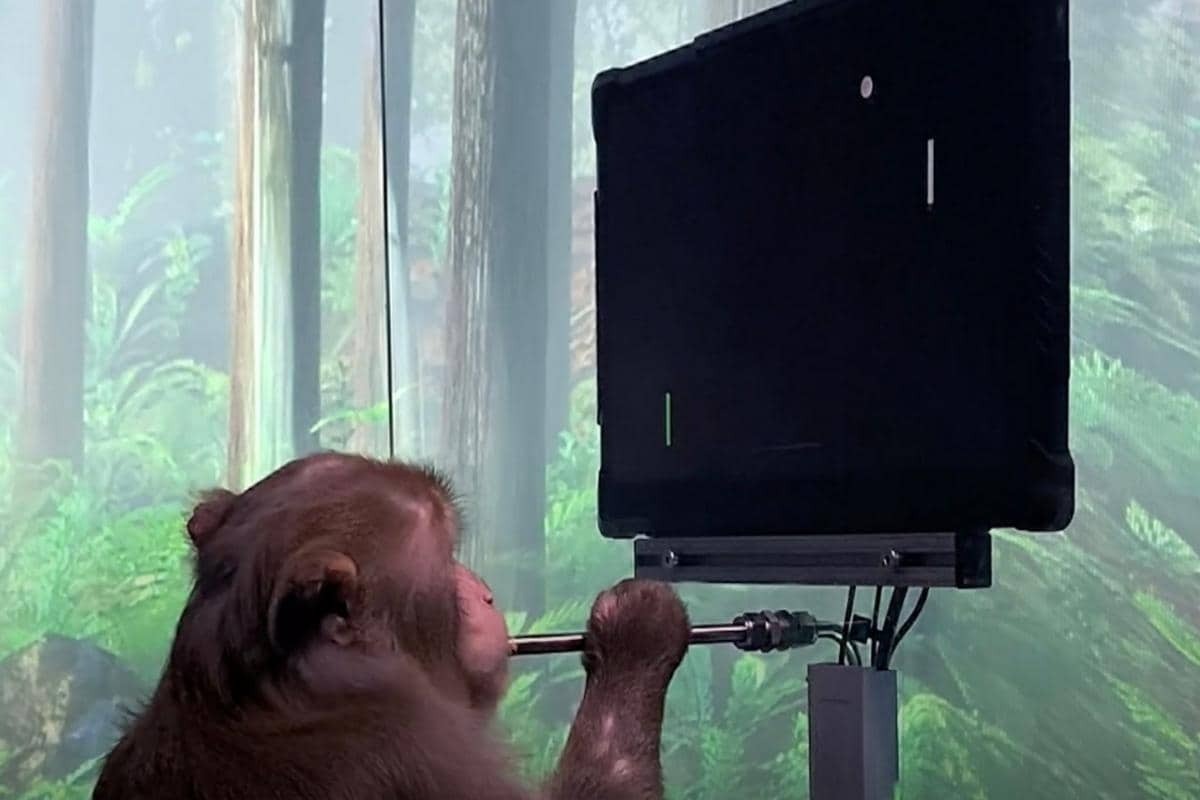 ویدئو | یک میمون با کمک چیپ نورالینک می‌تواند تایپ کند