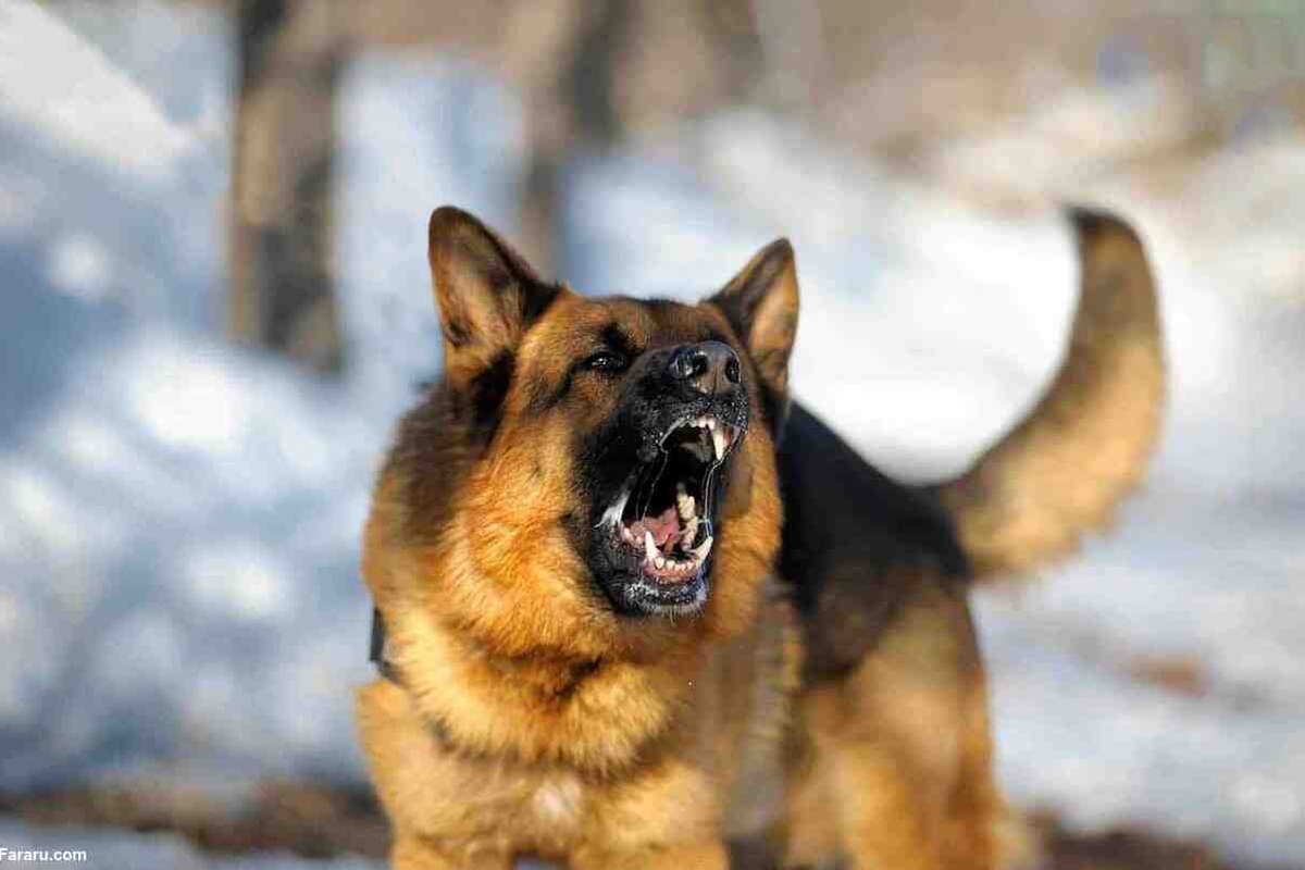 ویدئو | درگیری سگ ژرمن شپرد با پلنگ وحشی
