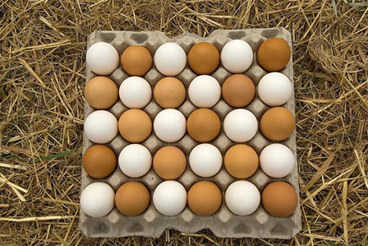 مضرات مصرف بیش از حد تخم مرغ
