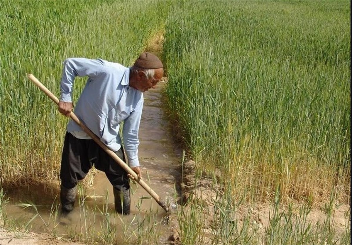 طرح حمایتی خرید کشت آبی گندم از کشاورزان در خراسان رضوی آغاز شد