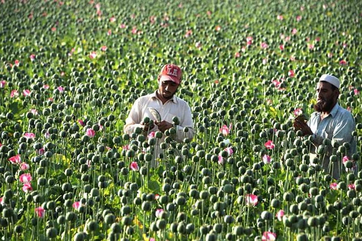 افغانستان رتبه اول در تولید هروئین و مرفین جهان