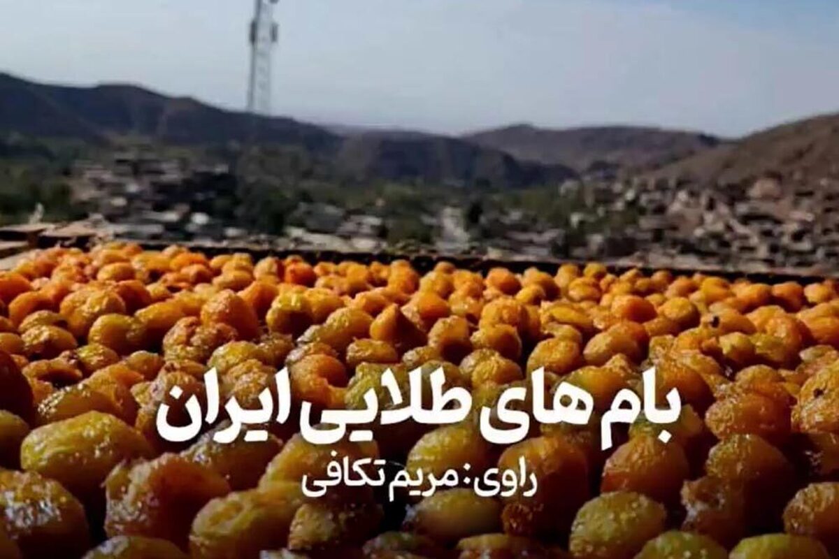 ویدئو| روایتی از برداشت آلو از بزرگترین باغات آلوی کشور در خرو نیشابور | بام‌های طلایی ایران