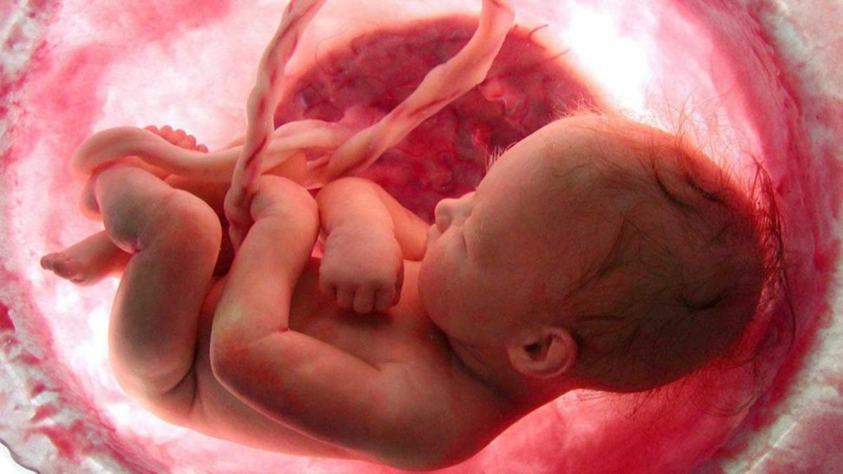 ویدئو| نحوه شکل گرفتن جنین در رحم مادر