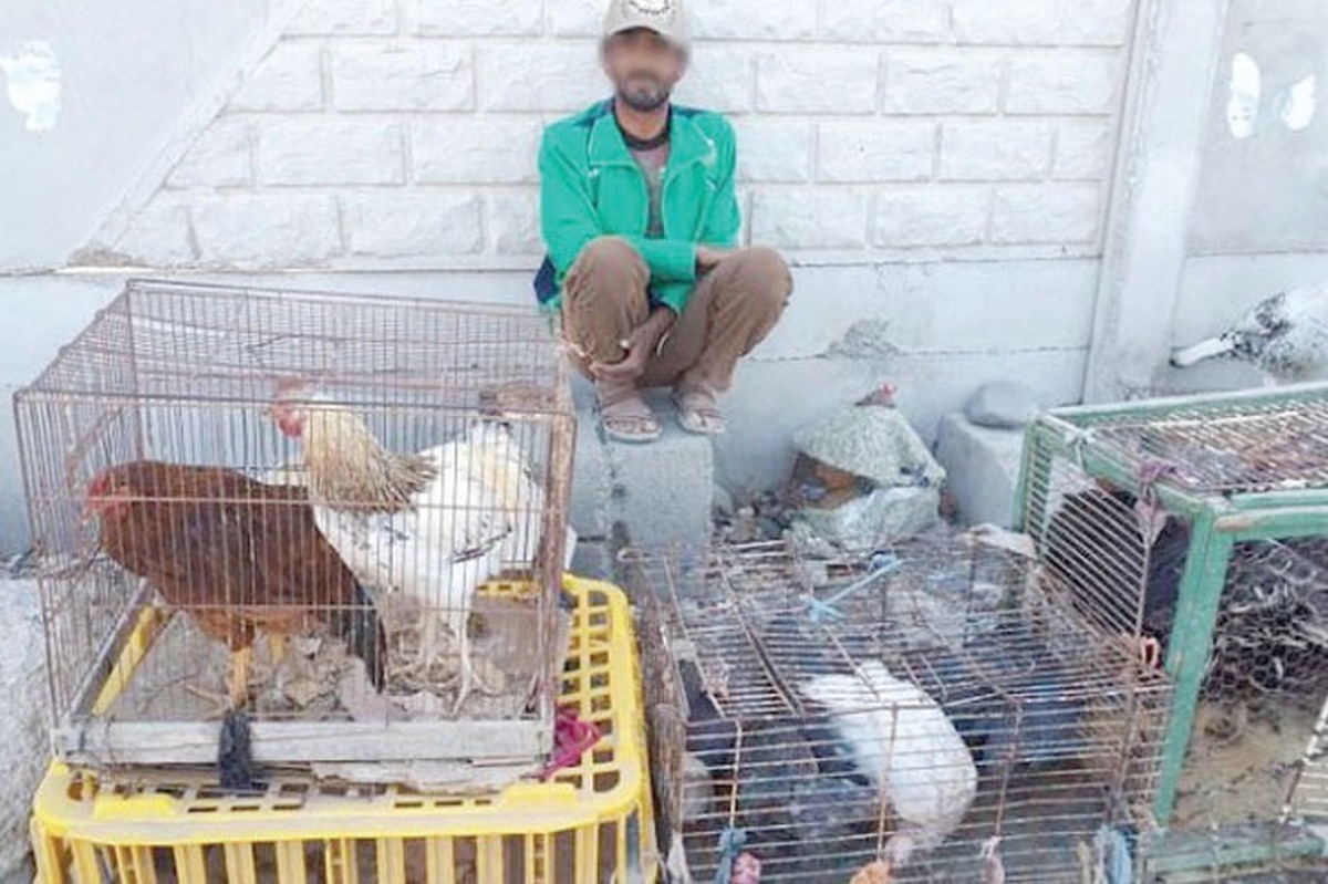ذبح بهداشت در بازار فروش مرغ زنده مشهد