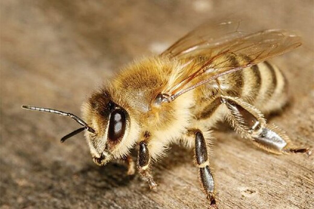 ویدئو| واکنش باورنکردنی زنبورها به خاموش شدن چراغ