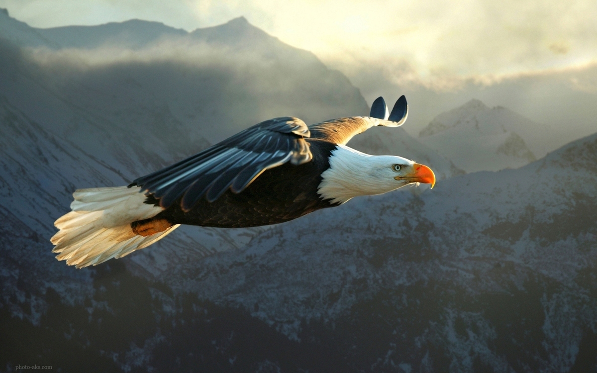 ویدئو| تجربه بی‌نظیر حس پرواز روی بال‌های یک عقاب