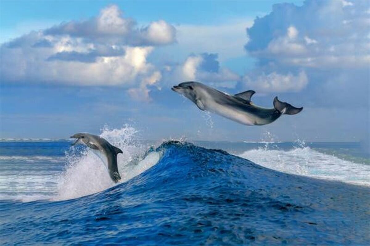 ویدئو| بیرون پریدن یک دلفین از آب در جزیره هنگام