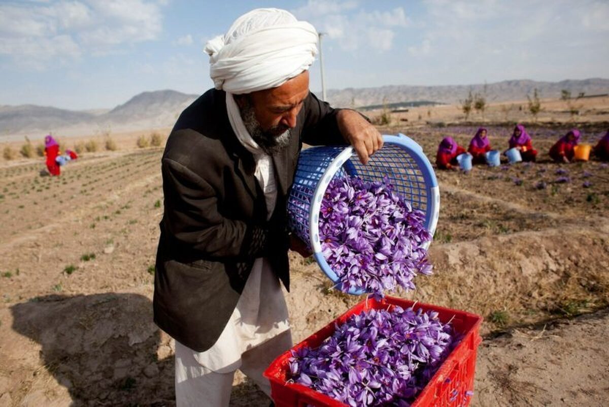 تولید زعفران در افغانستان افزایش خواهد یافت