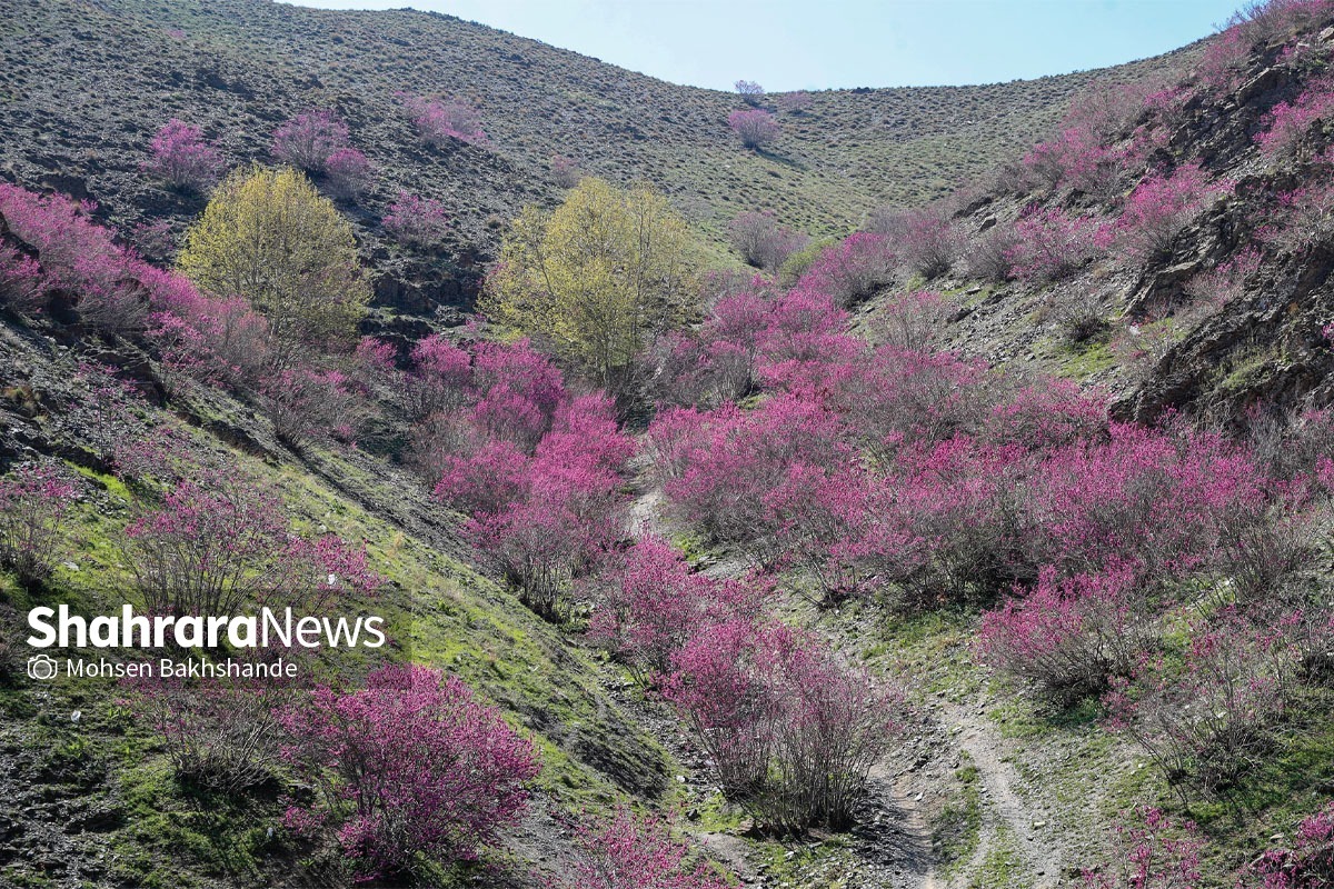 روایتی از بهار طبیعت، در «دره ارغوان» در حوالی مشهد | به‌رنگ ارغوان