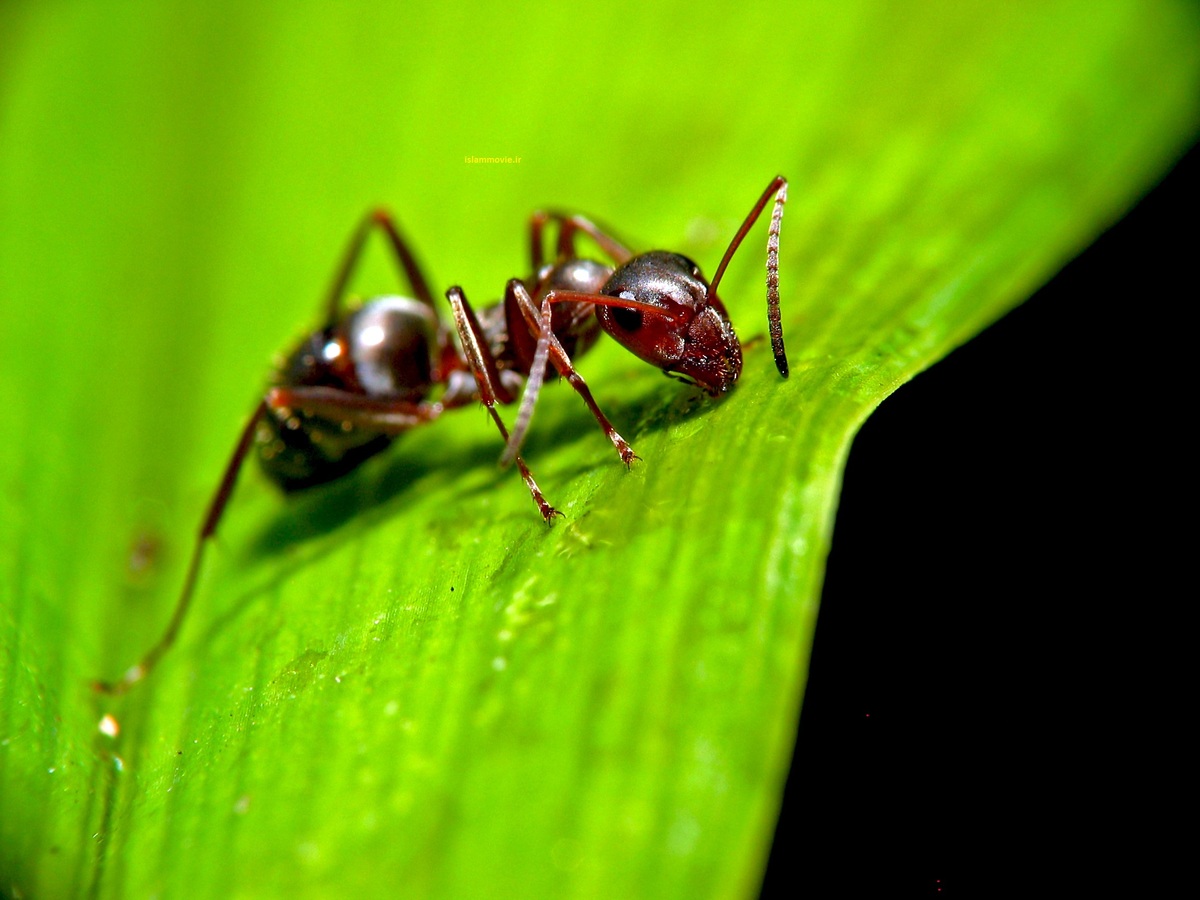 ویدئو| روش جالب مورچه‌ها براى جلوگيرى از غرق شدن
