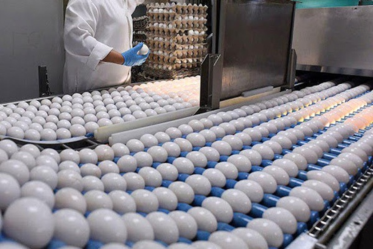 تولید تخم مرغ امسال نیز در بازار خراسان رضوی مازاد بر نیاز است