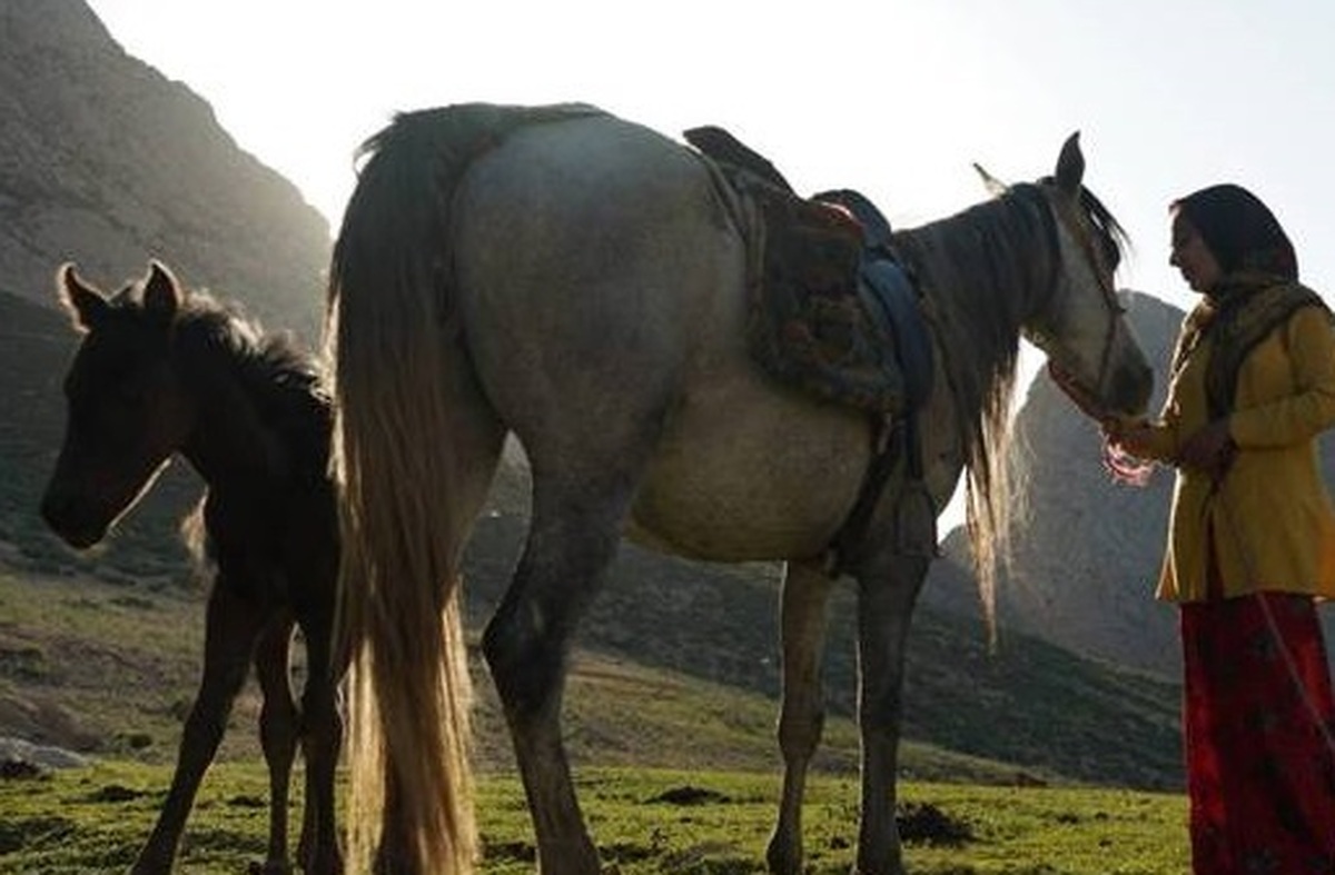 مستند «رویای یک اسب» در راه ایتالیا