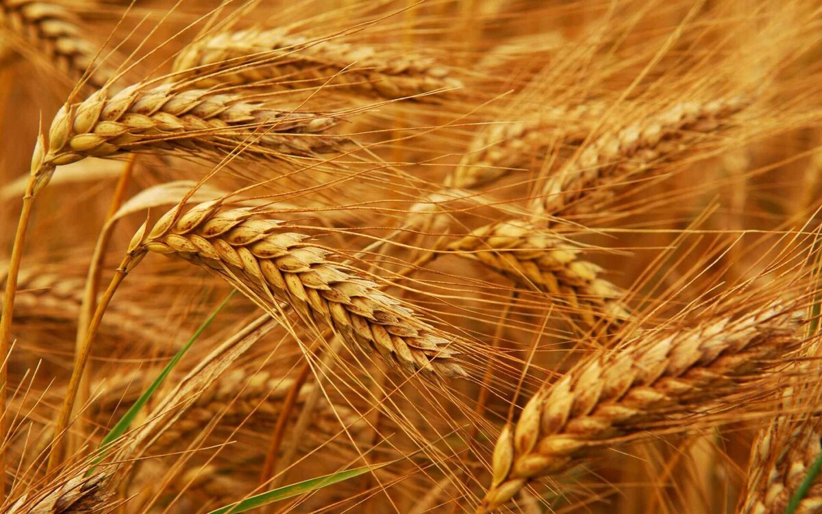پیش بینی خرید ۴۰۰ هزار تن گندم از کشاورزان خراسان رضوی