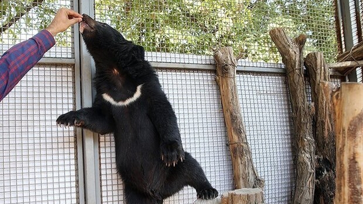 ویدئو| حمله خرس در باغ‌وحش اصفهان