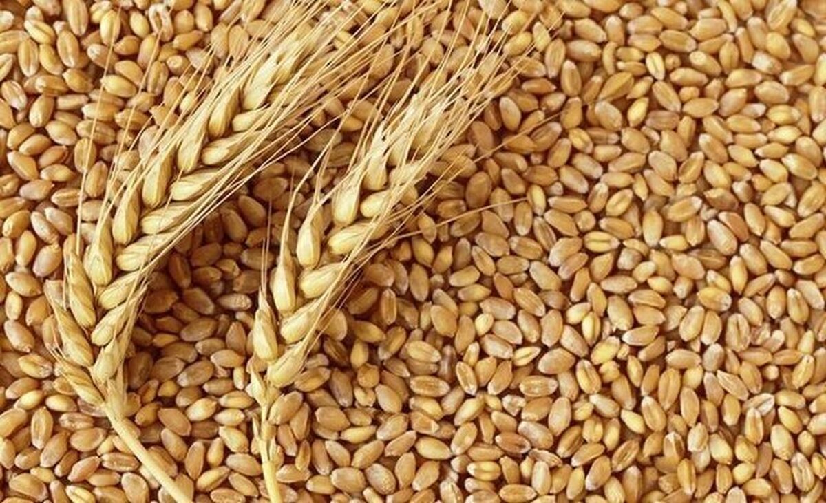 قیمت ۳ کیلو گندم چقدر است؟ (۳۰ فروردین ماه ۱۴۰۲)