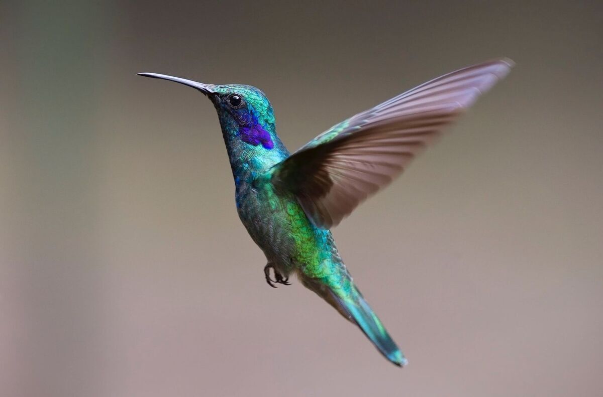 ویدئو| پرنده‌ای شگفت‌انگیز که در یک دقیقه ۶۲ بار رنگ عوض می‌کند