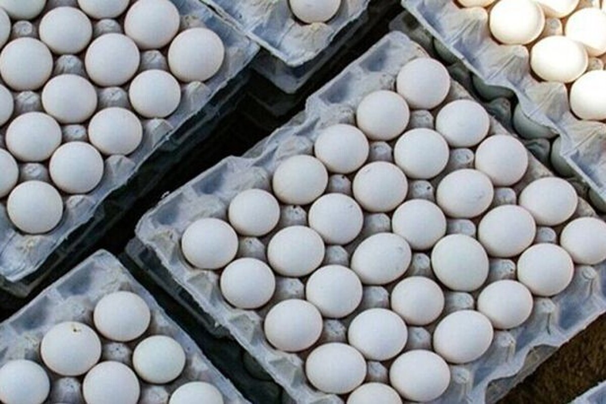 پتانسیل صادرات تخم مرغ به میزان ۱۵۰ هزار تن تا پایان سال