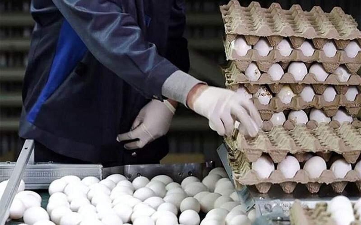 اختیارات در نحوه صادرت تخم مرغ به استان‌ها داده شود