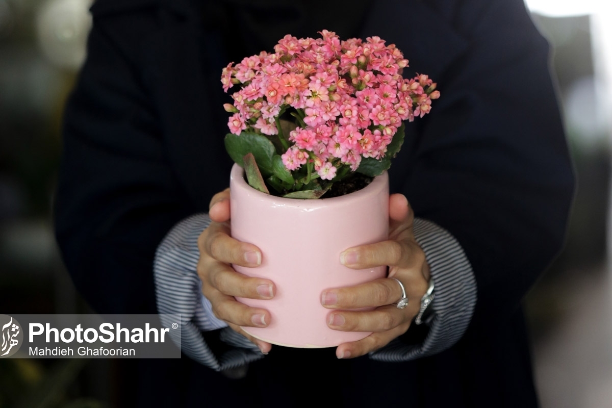 آغاز طرح نظارتی بر بازار گل در آستانه روز مادر | اعلام نرخ مجاز انواع گل در بازار مشهد (۱۱ دی ۱۴۰۲)