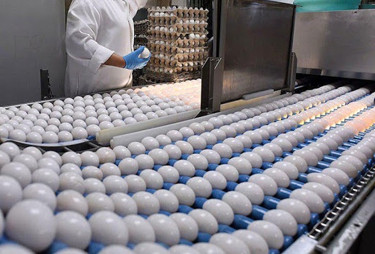 خراسان رضوی دومین تولیدکننده تخم‌مرغ در کشور است