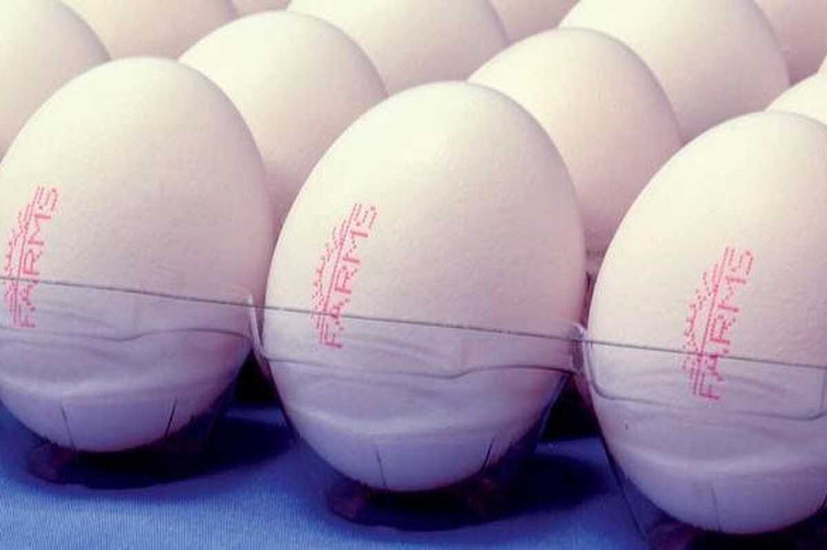آغاز طرح ممنوعیت عرضه تخم‌مرغ‌های بدون مارک از امروز (۲۵ دی ۱۴۰۲) در خراسان رضوی