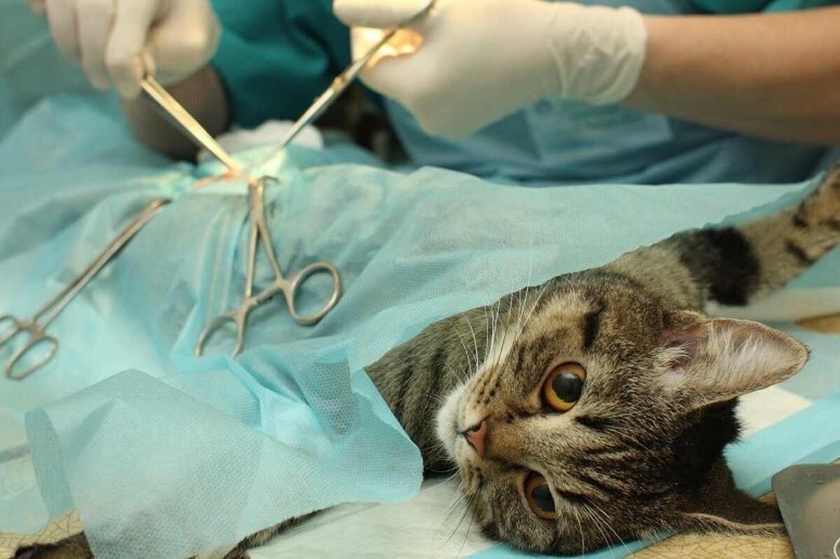 جراحی زیبایی به حیوانات هم رسید | ۲۰ میلیون تومان هزینه یک جراحی