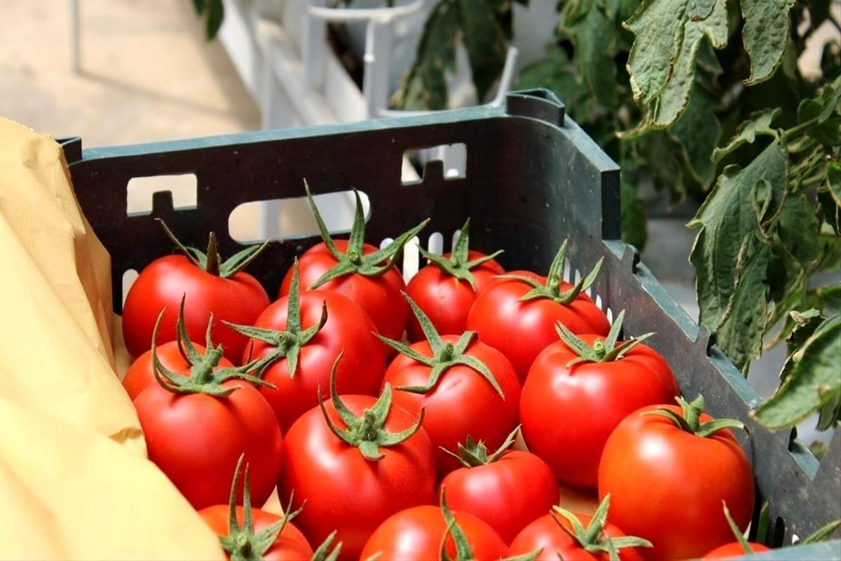 عوارض صادرات گوجه‌فرنگی ۵۵درصد شد (۴ دی ۱۴۰۲)